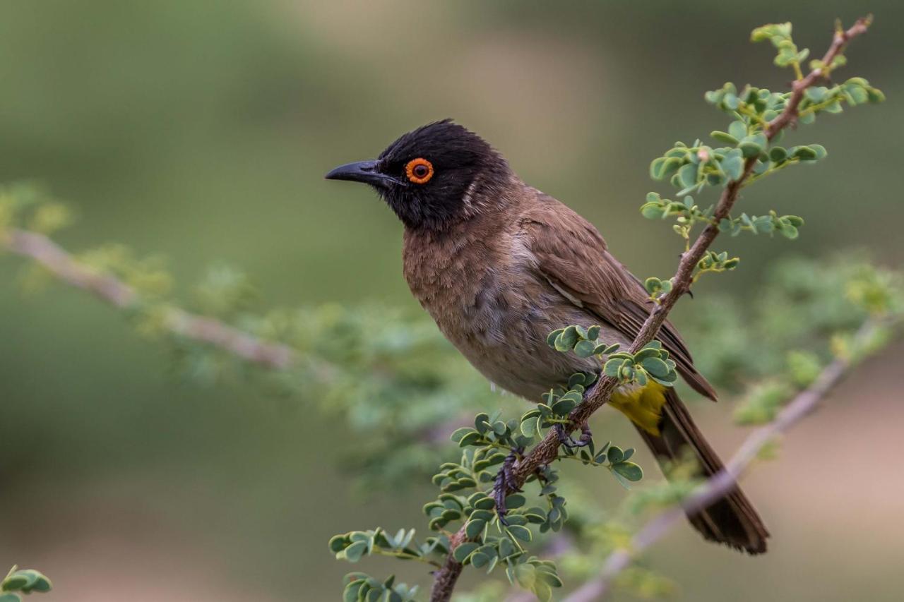 ווינדהוק Auas Safari Lodge מראה חיצוני תמונה