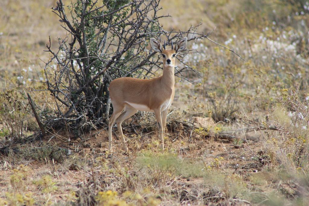 ווינדהוק Auas Safari Lodge מראה חיצוני תמונה